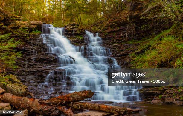 scenic view of waterfall in forest,ricketts glen state park,united states,usa - ricketts glen state park stock pictures, royalty-free photos & images