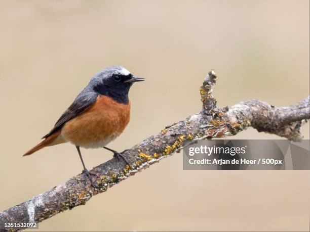 close-up of songbird perching on branch,netherlands - redstart stock pictures, royalty-free photos & images