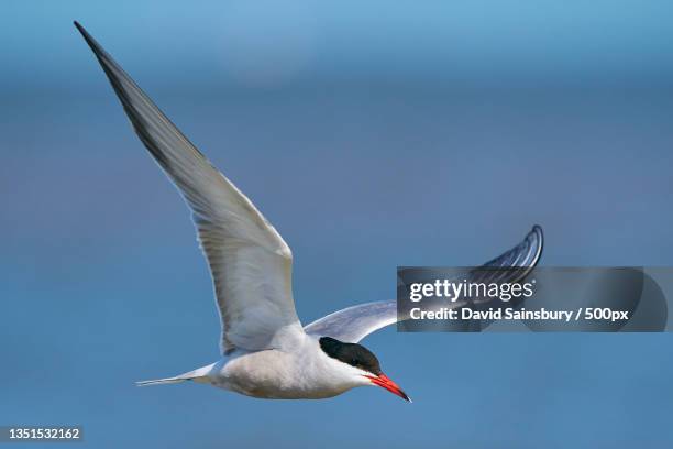 low angle view of seagull flying against sky,dunwich,saxmundham,united kingdom,uk - アジサシ ストックフォトと画像