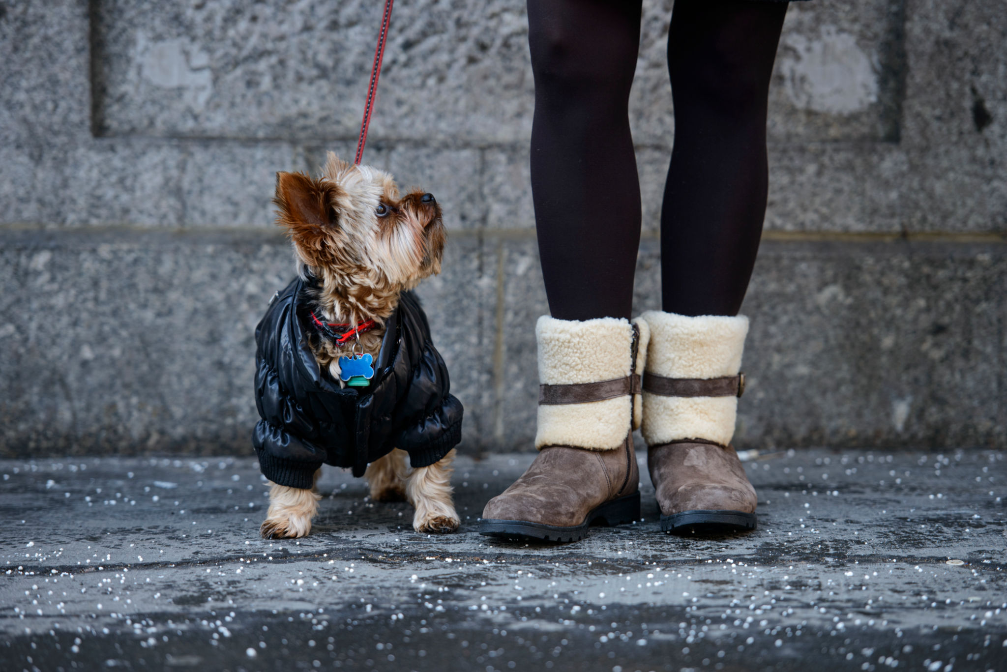 dog boots winter
