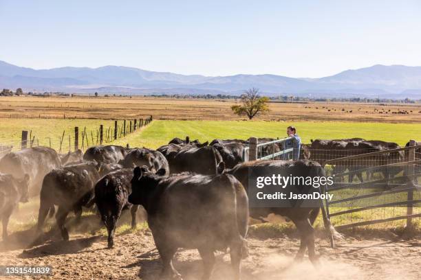 cattle rancher water drought - aberdeen angus cattle stock pictures, royalty-free photos & images