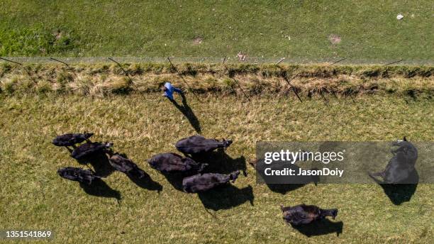 aerial view cattle ranch - angus stock pictures, royalty-free photos & images