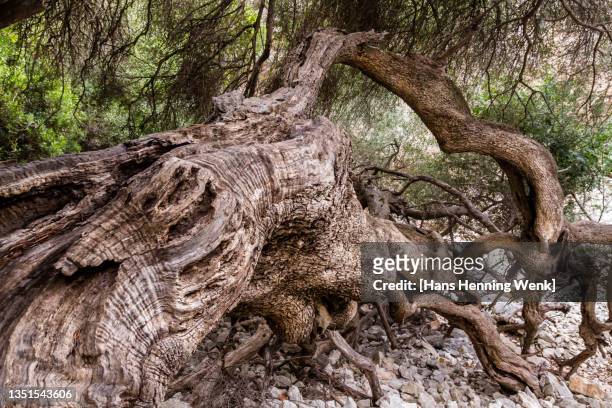 dead oak tree - oak woodland stock pictures, royalty-free photos & images