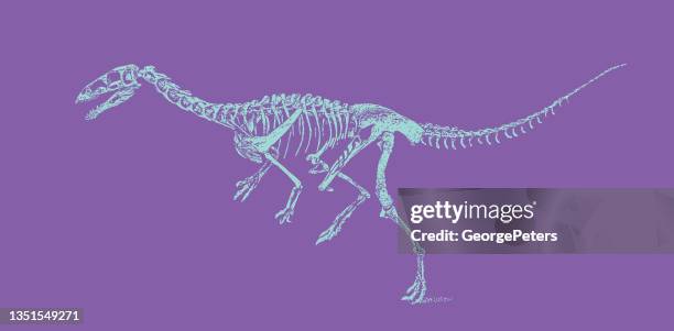 dinosaur skeleton from the cretaceous period - fossil hunting stock illustrations