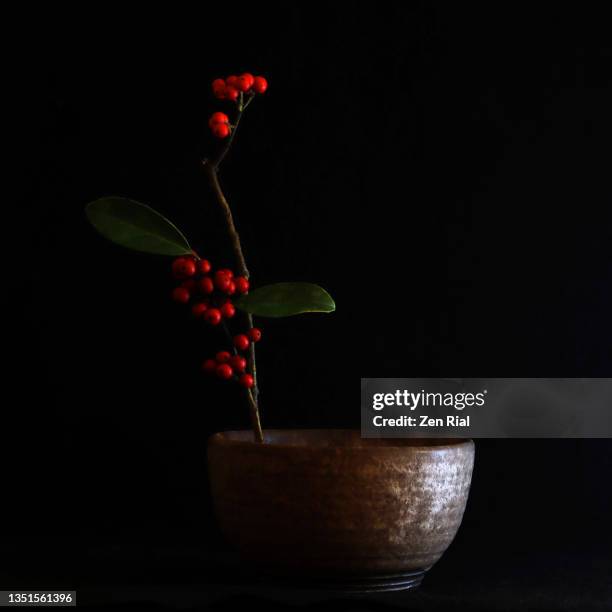 red dahoon berries arranged in an earthenware bowl against black background - ikebana stock pictures, royalty-free photos & images