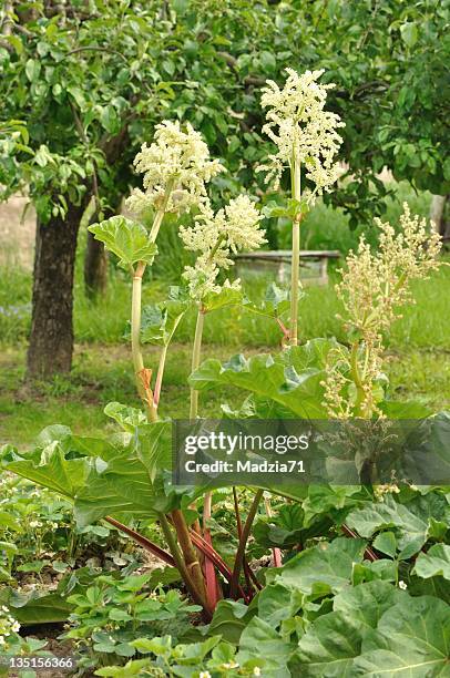 ruibarbo (rheum rhaponticum - ruibarbo planta - fotografias e filmes do acervo