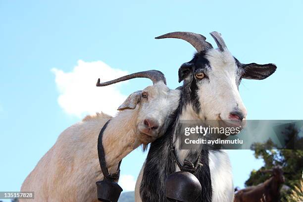 love ziegen - nutztier oder haustier stock-fotos und bilder