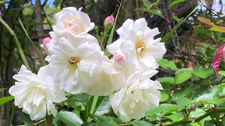 White Country Roses 60 Old Country Roses Stock Videos, Footage, & 4K Video Clips - Getty Images