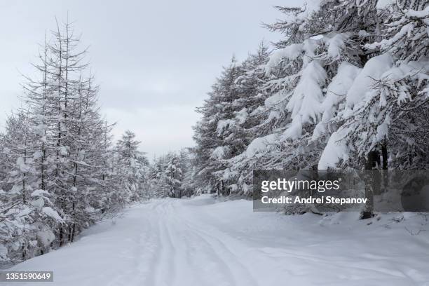 snow-covered ski trail through the winter forest. there is a lot of fresh clean snow on the ground and on the branches of larch trees. - buried in snow stock pictures, royalty-free photos & images