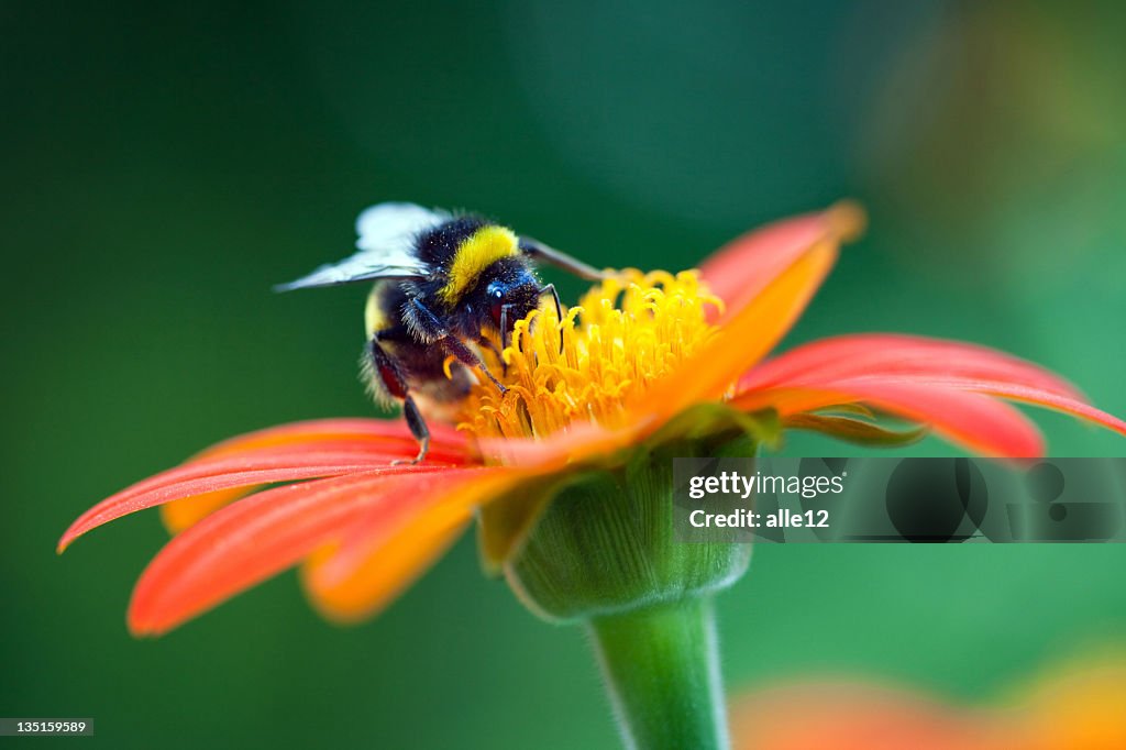 Bumblebee on the red flower