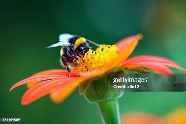 bumblebee on the red flower - flower extreme close up stock pictures, royalty-free photos & images