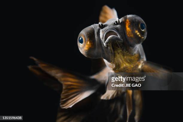 goldfish swimming in the water with a black background photographed in chengdu - invertebrate stock pictures, royalty-free photos & images