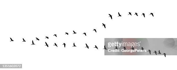 flock of canada geese flying in formation - canada goose stock illustrations