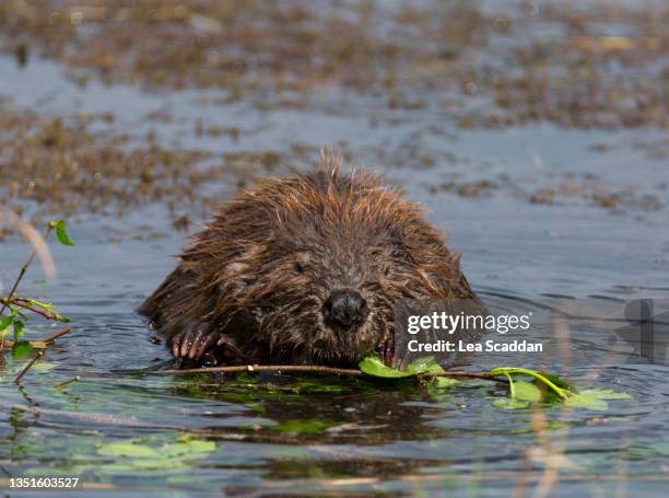 alaskan beaver - beaver chew stock pictures, royalty-free photos & images