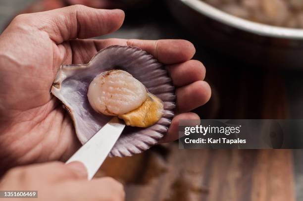 a southeast asian man is preparing a fresh raw scallop - conchiglia di san giacomo foto e immagini stock