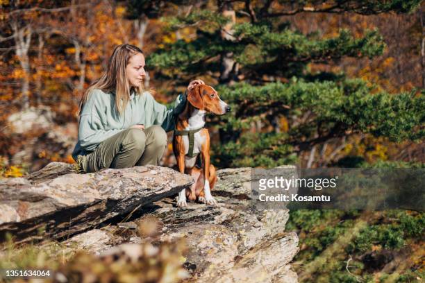 a beautiful woman caresses her tricolor dog while enjoying the view of nature together. - dog agility stock pictures, royalty-free photos & images