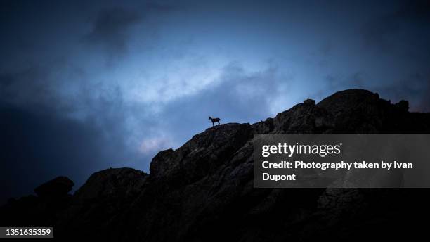 silhouette de chamois - ibex 個照片及圖片檔