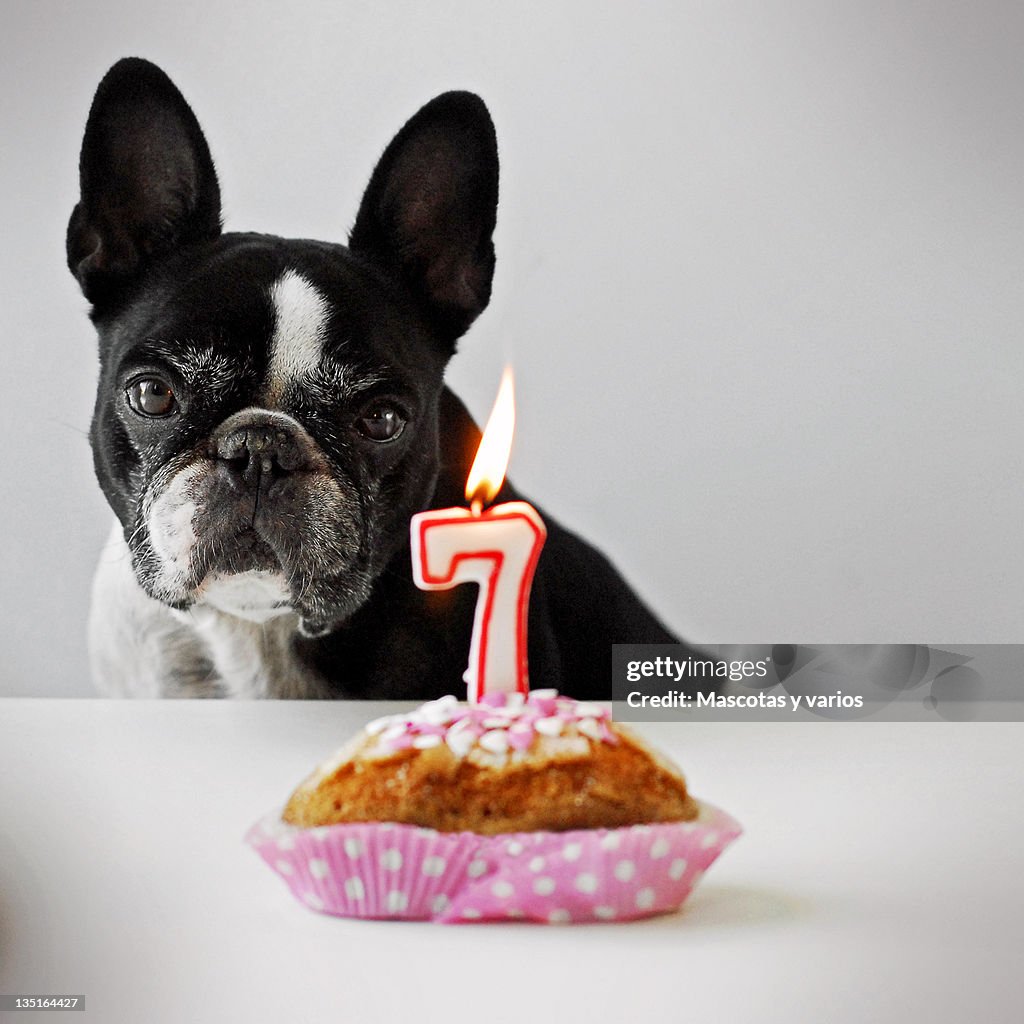 French bulldog celebrating his birthday