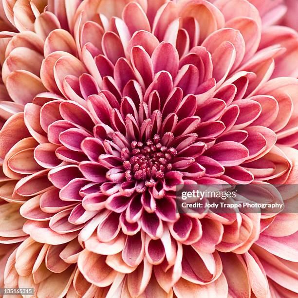 chrysanthemum - flower head stock pictures, royalty-free photos & images