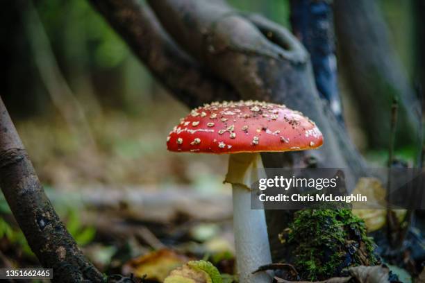 fly agaric - fungus stock pictures, royalty-free photos & images