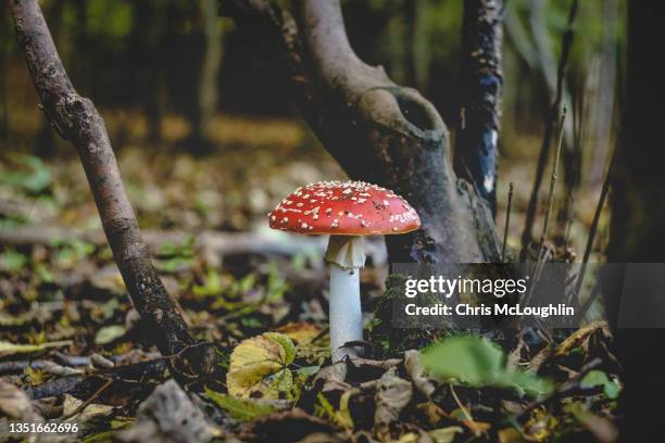 fly agaric - amanite photos et images de collection