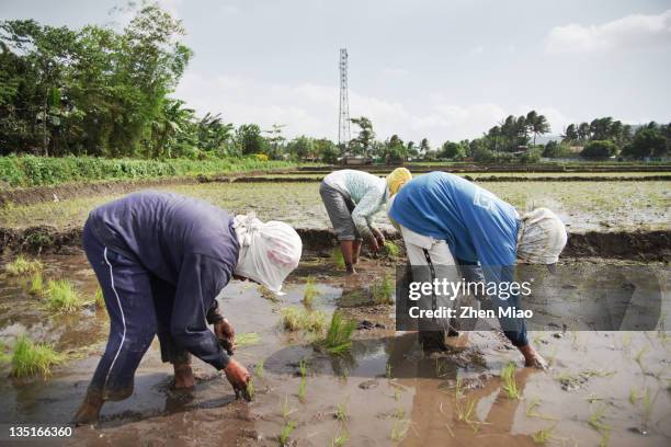 Visayan Rice Planting Ritual Philippine Planting Rice Photos and Premium High Res Pictures - Getty ...