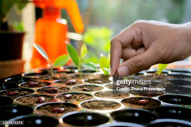 farmer holding seeds in greenhouse - seed stockfoto's en -beelden