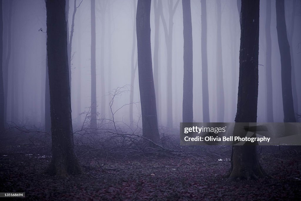 Woodland in fog