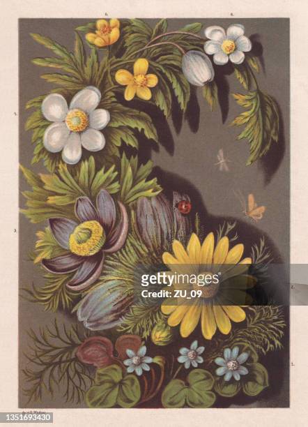 ilustraciones, imágenes clip art, dibujos animados e iconos de stock de flores de primavera, cromolitografía, publicada en 1878 - mariquita