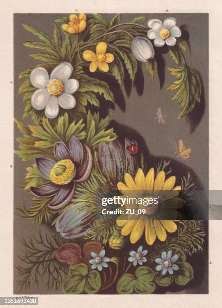 spring flowers, chromolithograph, published in 1878 - ranunculus 幅插畫檔、美工圖案、卡通及圖標