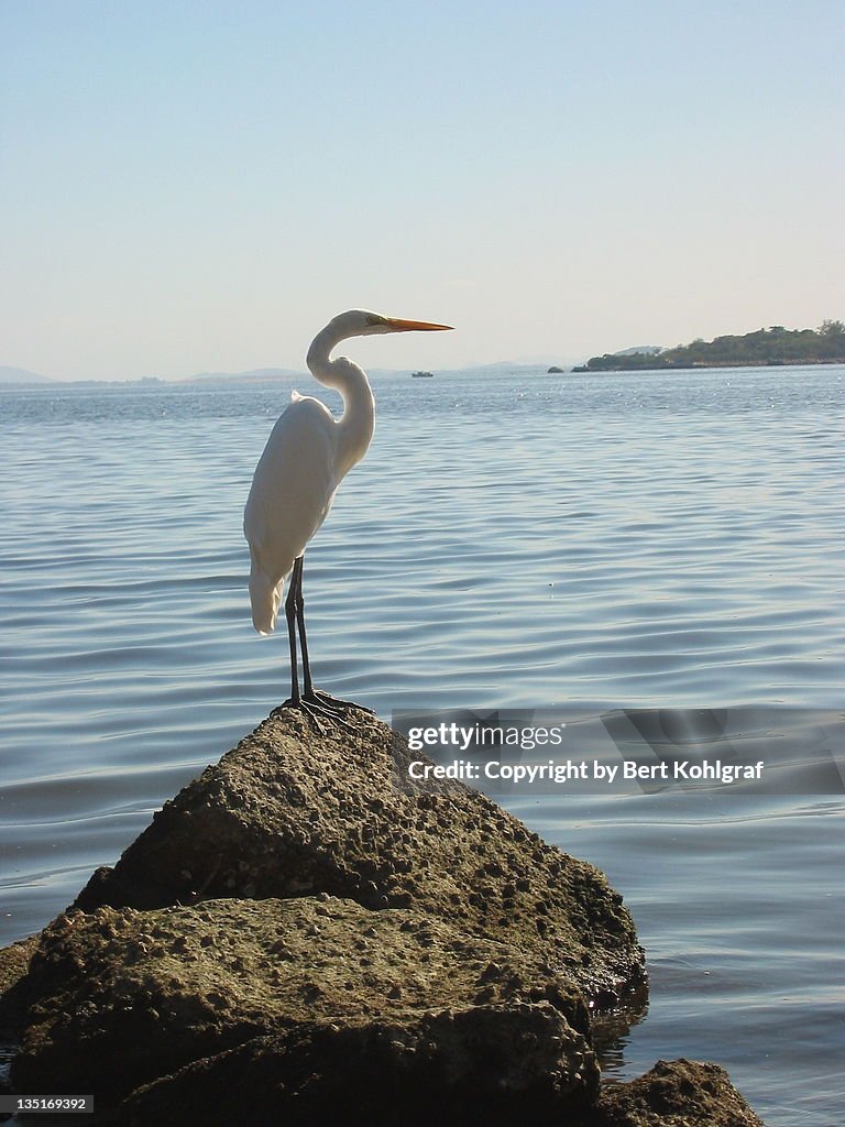 Heron bird on rock