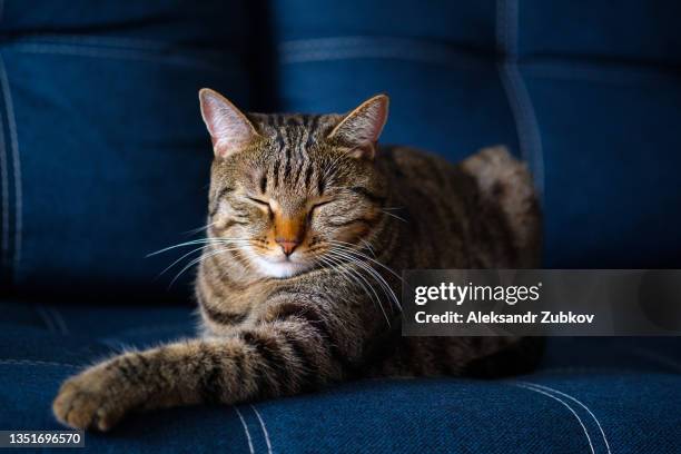 a confident, smart, homely gray tabby cat with an orange nose lies on the couch and sleeps with his eyes closed and his head lowered. family life. - gatto soriano foto e immagini stock