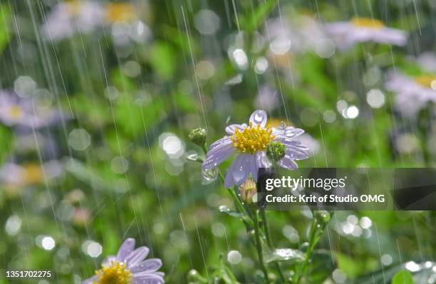 close-up the daisy flower in the rain - rain garden stock pictures, royalty-free photos & images