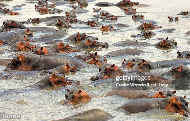 hippos in pool - zambia stockfoto's en -beelden
