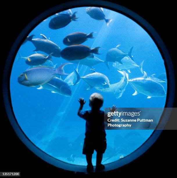 underwater awe - aquarium stockfoto's en -beelden