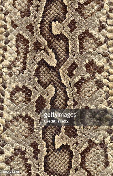 peau de serpent - peau de serpent photos et images de collection