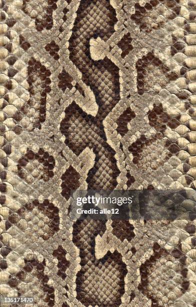 snakeskin - python stock pictures, royalty-free photos & images