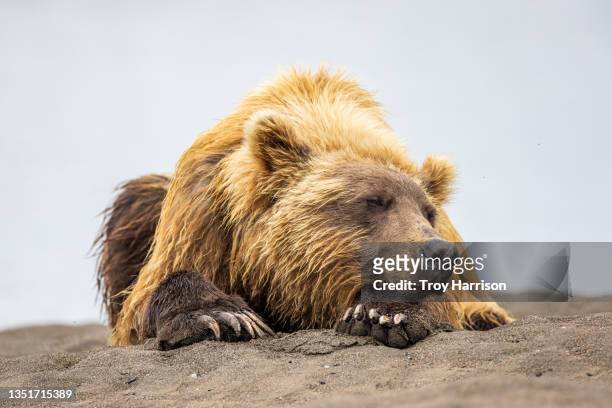 alaskan brown bear sleeping on the beach - bear lying down stock pictures, royalty-free photos & images