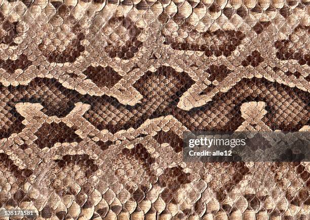 snakeskin - snakeskin stock pictures, royalty-free photos & images