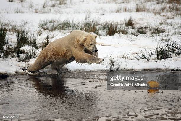 Walker the polar bear plays with a hard hat on his third birthday at the Highland Wildlife Park on December 7, 2011 in Kingussie, Scotland. Walker...