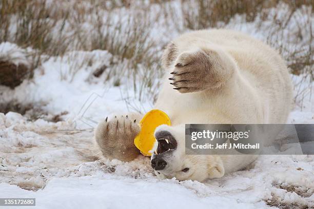 Walker the polar bear plays with a hard hat on his third birthday at the Highland Wildlife Park on December 7, 2011 in Kingussie, Scotland. Walker...