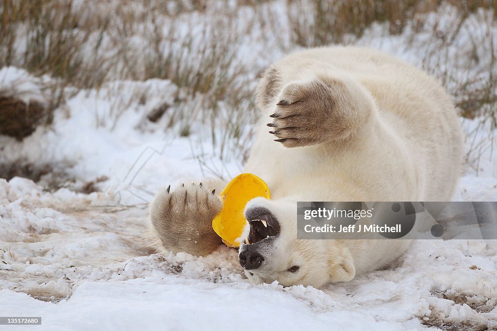 Walker The Polar Bear Celebrates His 3rd Birthday