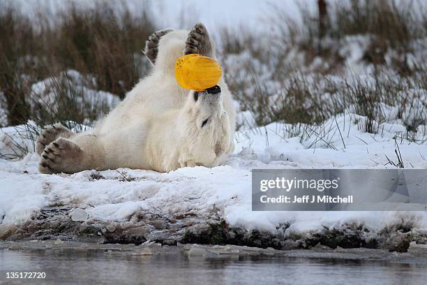 Walker the polar bear plays with a hard hat on his third birthday at the Highland Wildlife Park on December 7, 2011 in Kingussie, Scotland. Walker...