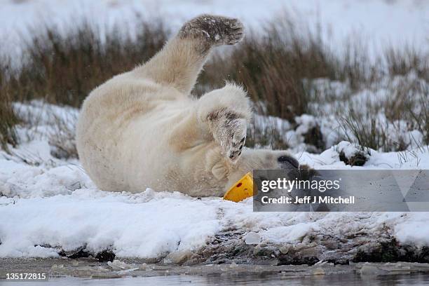 Walker the polar bear plays with a hard hat on his third birthday at the Highland Wildlife Park on December 7, 2011 in Kingussie, Scotland. Walker...