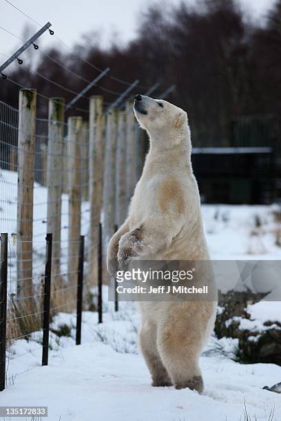 Walker the polar bear looks over a fence on his third birthday at the Highland Wildlife Park on December 7, 2011 in Kingussie, Scotland. Walker was...