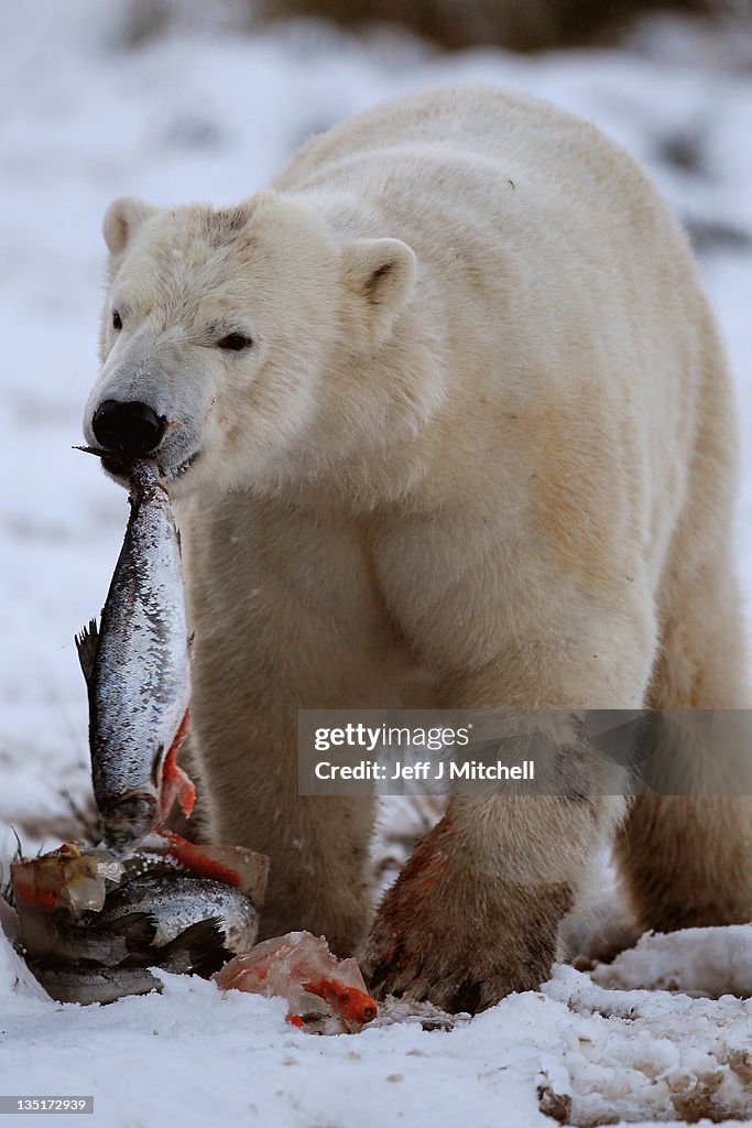 Walker The Polar Bear Celebrates His 3rd Birthday