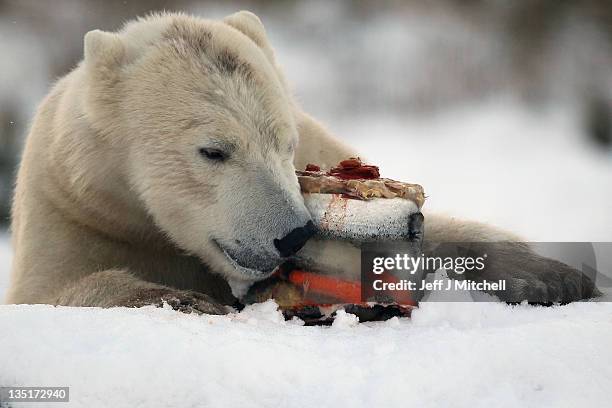 Walker the polar bear feeds on fish on his third birthday at the Highland Wildlife Park on December 7, 2011 in Kingussie, Scotland. Walker was born...