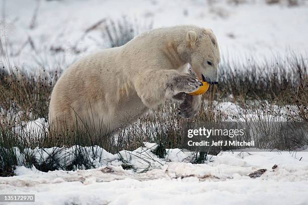 Walker the polar bear plays with a hard hat on his third birthday at the Highland Wildlife Park on December 7, 2011 in Kingussie, Scotland. Walker...