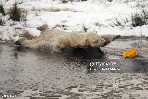 Walker the polar bear plays with a hard hat on his third birthday at the Highland Wildlife Park on December 7, 2011 in Kingussie, Scotland. Walker...