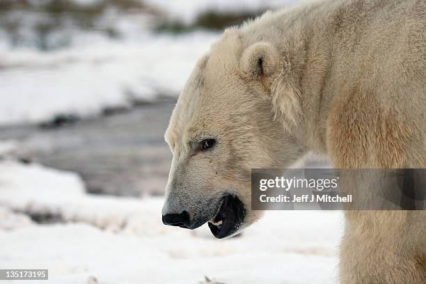 Walker the polar bear plays with a hard hat on his third birthday at the Highland Wildlife Park on December 7, 2011 in Kingussie, Scotland. Walker...